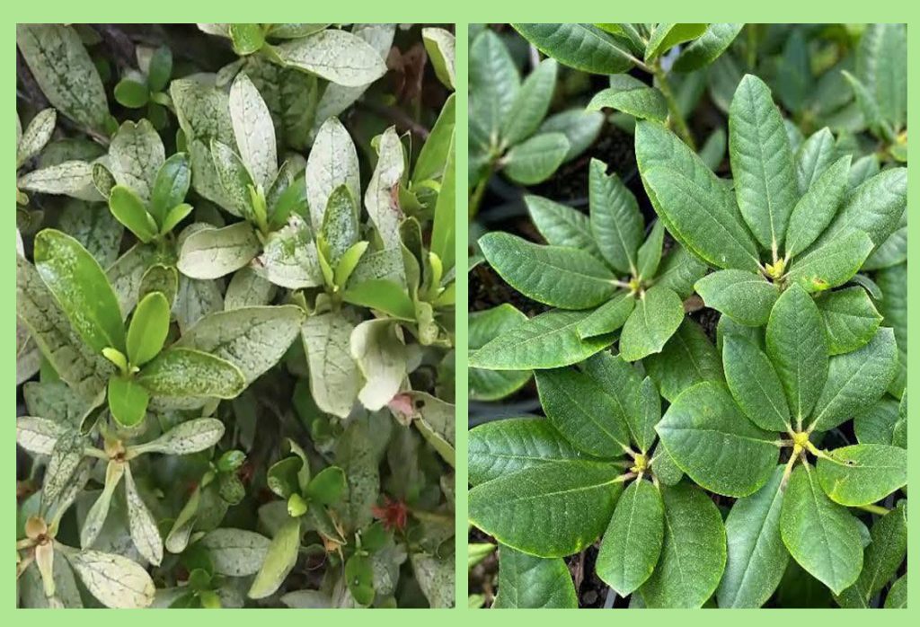 rhododendrons