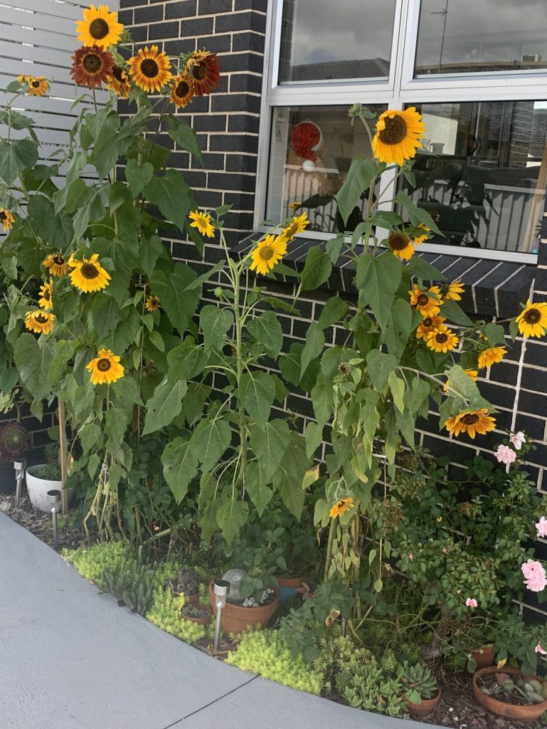 sunflowers